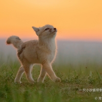 叽里呱啦说什么呢